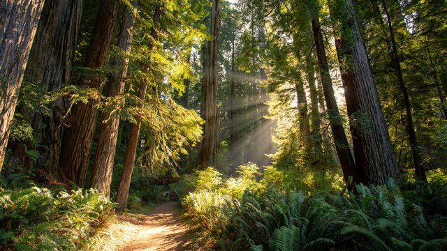Sunlight streaming through tall trees above a forest trail lined with ferns